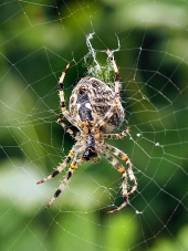 Близък план на паяк, плетещ мрежата си