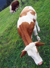 Крави, пасящи в полето