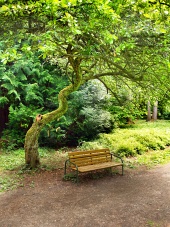 Bænk under træ i parken