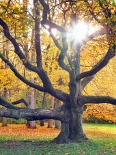 Kæmpe træ og solen i efteråret