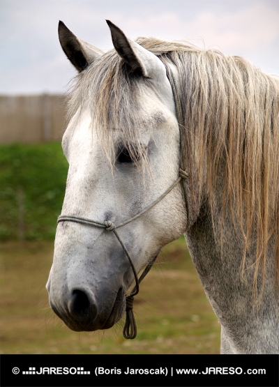 Porträt des weißen Pferdes