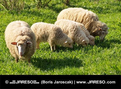 Schaffamilie auf der Wiese