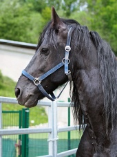 Porträt eines schwarzen Pferdes mit blauem Geschirr