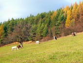 Pferde grasen im Herbstfeld
