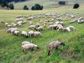 Schafe grasen auf slowakischer Wiese