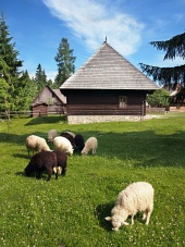 Πρόβατα κοντά στο λαϊκό σπίτι σε Pribylina