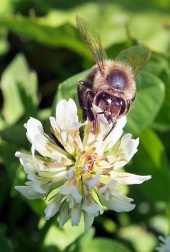 Μέλισσα επικονίασης λουλούδι