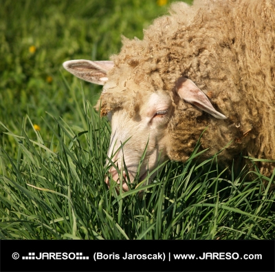 Retrato de ovejas pastando