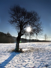 Sol escondido en la copa del árbol durante el día de invierno
