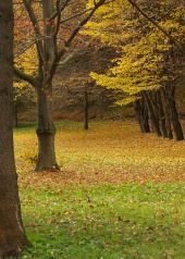 Parque en otoño con hojas bajo los árboles