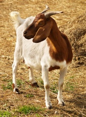 Retrato de cabra