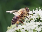 Detalle de una abeja recogiendo polen de una flor blanca