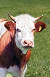 Retrato de vaca lechera