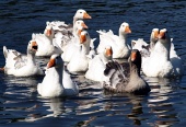 Grupo de gansos en el agua