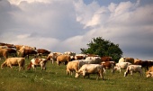 Vacas en el prado durante un día nublado de otoño