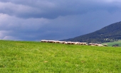 Un troupeau de moutons dans le pré avant la tempête