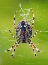 Un gros plan d'une petite araignée tissant sa toile