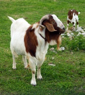 Chèvres de montagne plus âgées et plus jeunes dans la cour verte