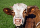 Portrait de vache brune et blanche