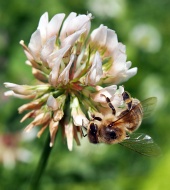 Fleur de trèfle pollinisatrice des abeilles