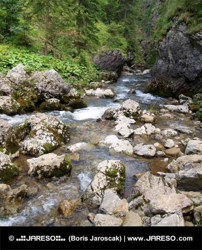 Kvacianska घाटी, स्लोवाकिया में माउंटेन धारा