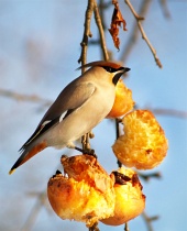 सेब खाने से भूख पक्षी