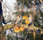 फल पर खिला छोटे पक्षियों