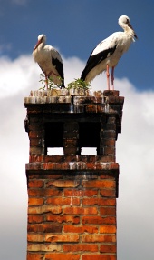 Közelkép két gólyáról a kéményen