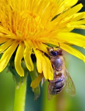 Sárga virágon beporzó méh