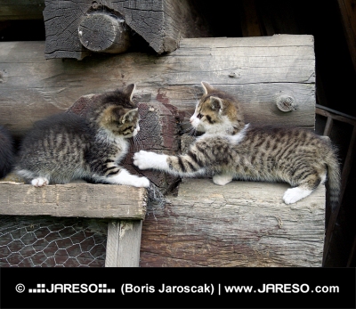 Gattini che giocano su legno accatastato