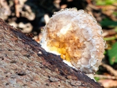 Un fungo in decomposizione del legno ricoperto di umidità
