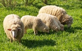 Famiglia di pecore nel prato