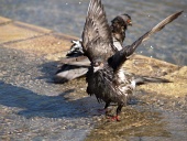 Primo piano di due piccioni che fanno il bagno in una fontana