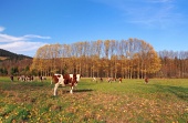 Mucche sul campo in autunno