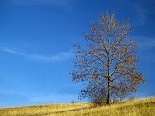 青色の背景の1つの葉の木