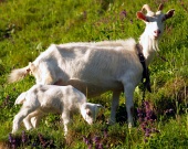 牧草地で子供と一緒に白ヤギ