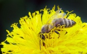 黄色の花にハチ