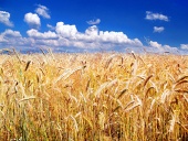 背景に黄金の小麦と空