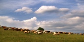 曇りの日の牧草地で牛の群れ
