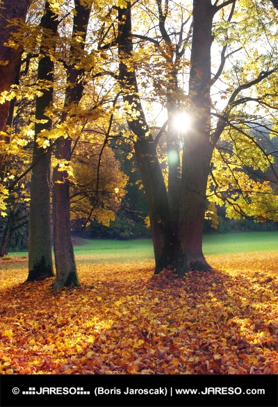 Zonnestralen die achter bomen vandaan gluren