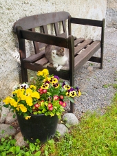 Kat rust op de bank buiten