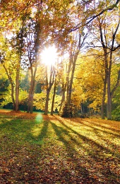 Stralen van de zon en bomen in de herfst