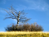 Eenzame droge boom