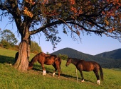 Paarden onder rode boom