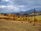 Koeien grazen nabij Bobrovnik, Slowakije