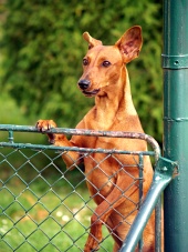 Hond kijkt over hek