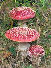 Rode paddenstoelen (Amanita muscarias) in gras