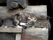 Kittens spelen op gestapeld hout