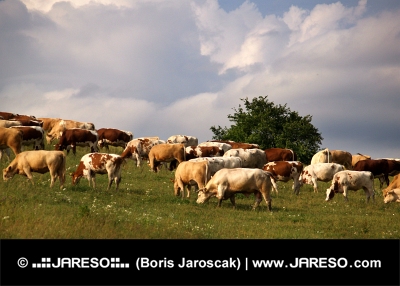 Krowy na łące podczas jesiennej pochmurne dni