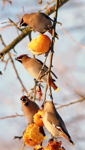 Ptaki jedzenie jabłka
